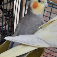 عروس هلندی جفت سالم