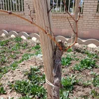 هرس درخت انگور