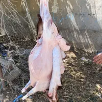 گوسفند زنده ، مستقیم از بازار دام ، قیمت تعاونی