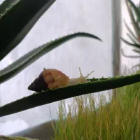 حلزون آچاتینا