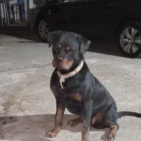 سگ رتوایلر