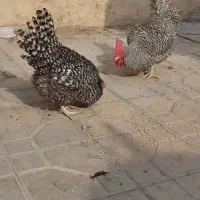 تخم نطفه دار آمروک