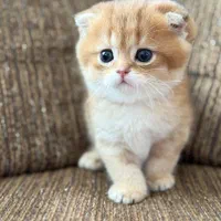 مجموعه گربه های زیبا و پرورش خانگی و آرام|گربه|شیراز, ابیوردی|دیوار