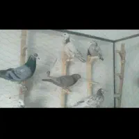 دسته ۳۰تایی کبوتر دورگ