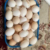 تخم مرغ گلین با کیفیت عالی