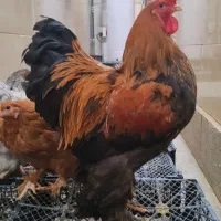 خروس برهما|حیوانات مزرعه|مسجد سلیمان, |دیوار