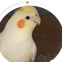 فروش عروس هلندی (سه ) سالم