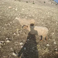 فروش بزغاله گلابی دو قلو و بره رومن و|حیوانات مزرعه|سرپل ذهاب, |دیوار