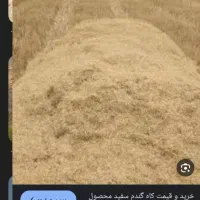 کاه گندم به صورت فله تحویلی ۱۳۵۰۰