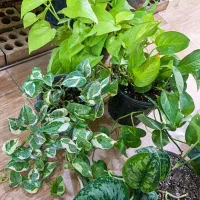 انواع پتوس فقط ۱۵۰ ت