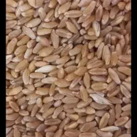 گندم تمیز میخواستم