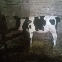 گوساله نر