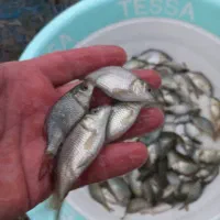 ماهی توضیح پرورشی استان مرکزی|ماهی|چالوس, |دیوار