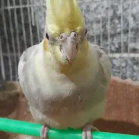 عروس هلندی ماده.|پرنده|قم, ولیعصر|دیوار