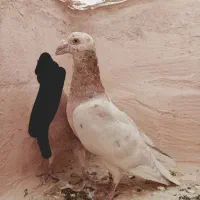 کبوتر هفت‌رنگ زرد نر