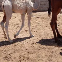 شتر فروشی|حیوانات مزرعه|کوهبنان, |دیوار