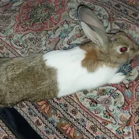 خرگوش ماده ۷ ماهه