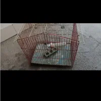 قفس پرنده|لوازم جانبی حیوانات|شیراز, گلشن|دیوار
