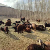 گوسفند قربانی