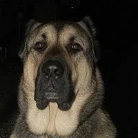 معاوضه دو عدد پاکوتاه شیتزو