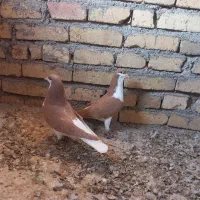 کبوتر پرنده سیاپوش|پرنده|بشاریات, |دیوار