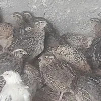 جوجه بلدرچین  ۴۵ روز  تخم گزار وگوشتی