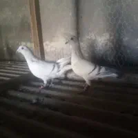 نرماده سبز شامی|پرنده|تربت‌حیدریه, حاجی یار‎|دیوار