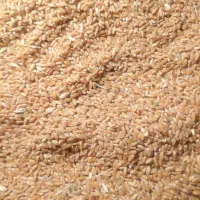 گندم تمیز و پاک