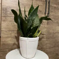 گل های زینتی اپارتمانی|گل و گیاه طبیعی|لاهیجان, شهرک جانبازان|دیوار