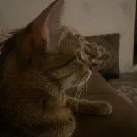 گربه دی اس اچ DSH ببری بنگال به اسم لوبیا گمشده