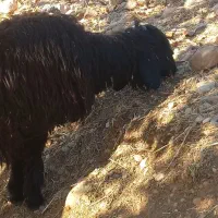 دوتا شیشک دو قلو  گون کرده معاوضه با بز یا نقدی