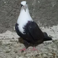 کله سفید نر