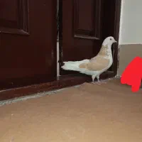 کبوتر تهرانی شازده زرد یا هما ماده