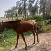 کره اسب|اسب و تجهیزات اسبسواری|عنبرآباد, |دیوار