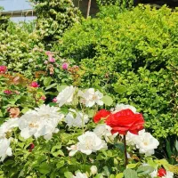 خانه-باغ-هزارسیصدمتری-ملکی-آب-برق-وصل