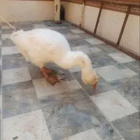 قو غاز اکراینی قشنگ ترین حیون