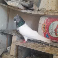 کبوتر کله سبز