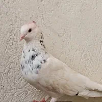 کفتر طوقی شازده کفتر دمبی قهوه ای