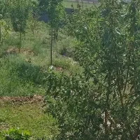 512متر باغ  سند ملک با25دقیقه آب درختان 5ساله