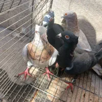 پلاکی کاکلی عطیقه