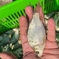 بچه ماهی ، کپور آمور اسپلش
