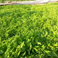 نشا گوجه فرنگی