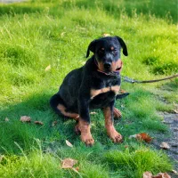 واگذاری رتوایلر