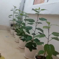 گل طبیعی (کادویی) ختمی چینی|گل و گیاه طبیعی|اردبیل, |دیوار