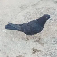 کبوترپرشتی|پرنده|کوهدشت, |دیوار