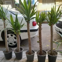 فروش انواع یوکاتنه درختی وقوی با کاغذومجللات باطله