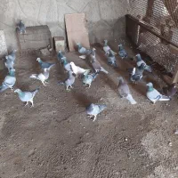 کبوتر پلاکی|پرنده|صوفیان, |دیوار