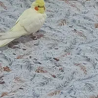 عروس هلندی نرو ماده و الیبینو