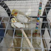 پرنده|تور و چارتر|مشهد, شهرک صنعتی توس|دیوار