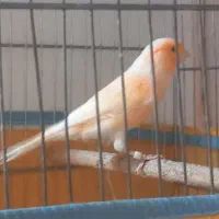 فروش دوجفت قناری|پرنده|مرودشت, نقش رستم|دیوار